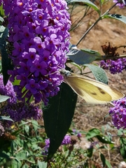 Pieris rapae