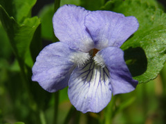 Viola labradorica
