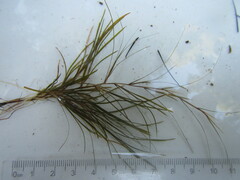 Potamogeton strictifolius