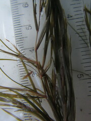 Potamogeton strictifolius