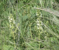 Salvia austriaca
