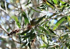 Zosterops lateralis cornwalli
