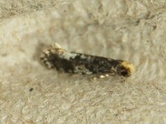 Monopis marginistrigella