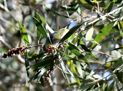 Zosterops lateralis cornwalli