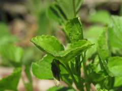 Viola labradorica