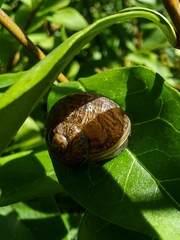 Cornu aspersum