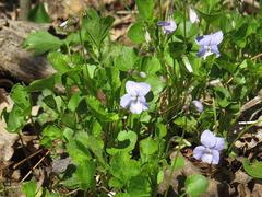 Viola labradorica