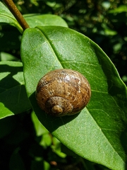 Cornu aspersum