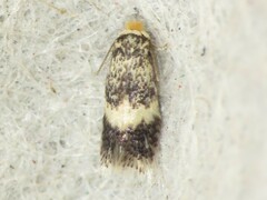 Stigmella rhamnicola