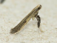 Caloptilia hypericella