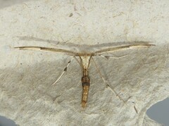 Oidaematophorus