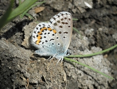 Pseudophilotes bavius