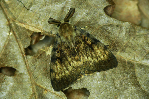 Spongy Moth, photo 10 of 10