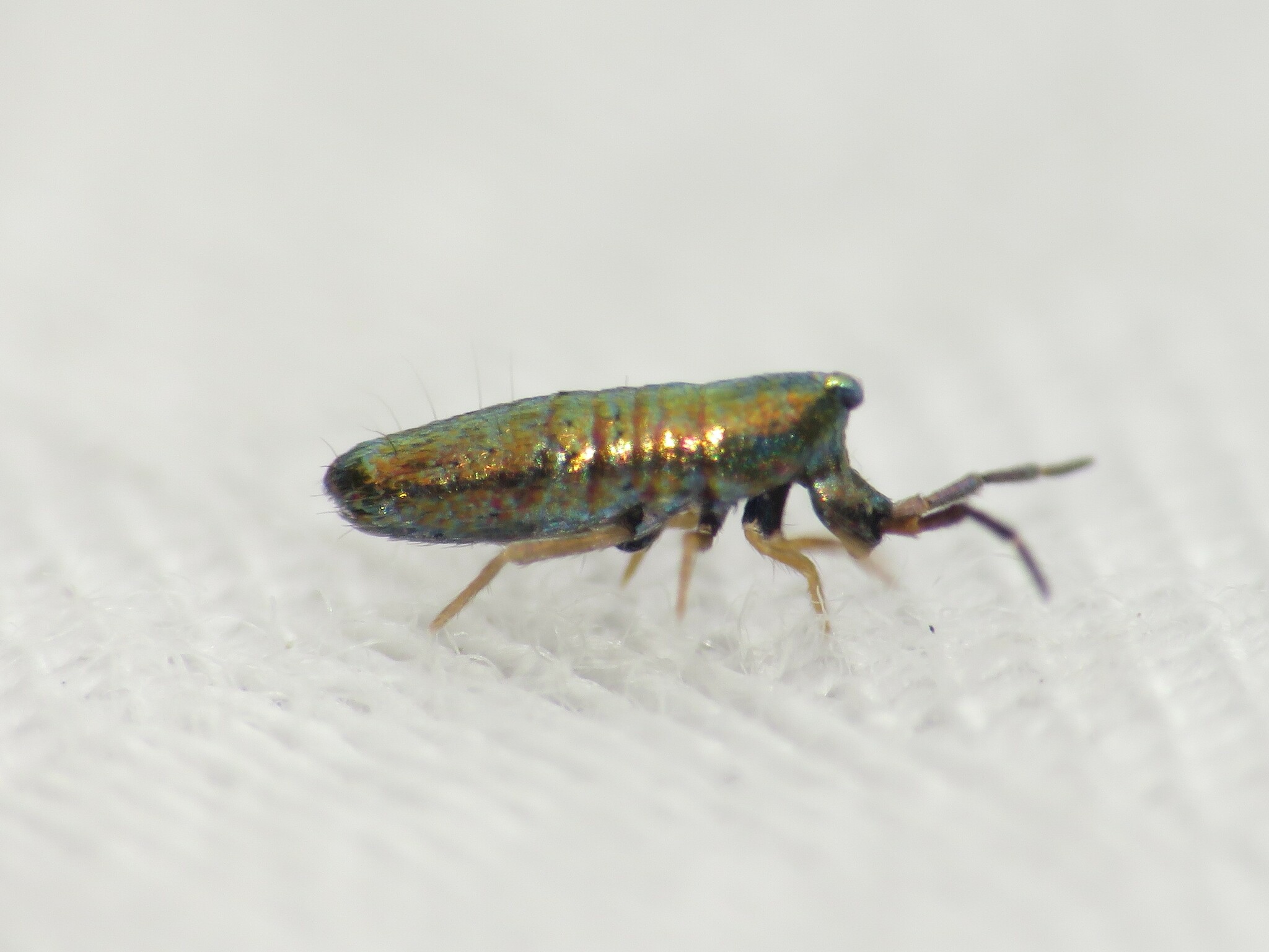 Lepidocyrtus paradoxus · iNaturalist