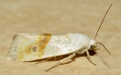 Ponometia virginalis