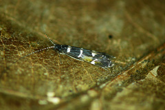 Leptocerus interruptus