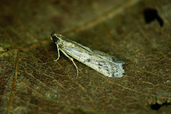 Phycitodes binaevella