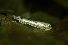 Platytes alpinella