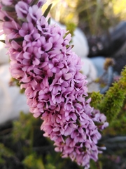 Amphithalea ericifolia