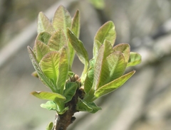 Smokebush
