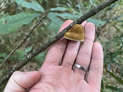 Phylloporia amplectens