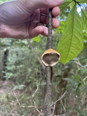 Phylloporia amplectens