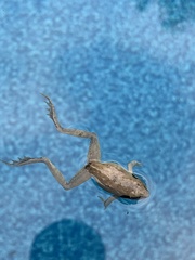 Pseudacris triseriata