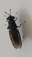 Hermetia illucens