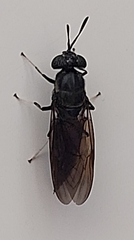 Hermetia illucens