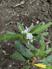 Asclepias perennis