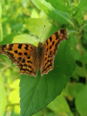 Polygonia c-aureum