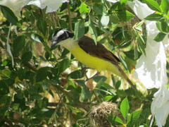 Pitangus sulphuratus