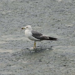 Larus crassirostris