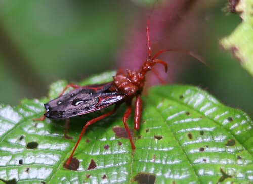 Erbessus grossus