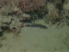 Callogobius depressus