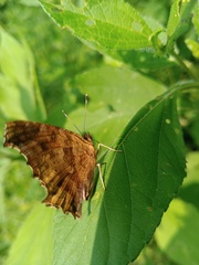 Polygonia c-aureum