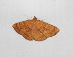 Singara diversalis
