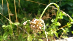Allium carinatum