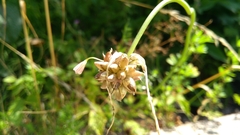 Allium carinatum