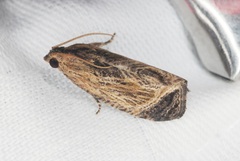 Cryptophlebia repletana