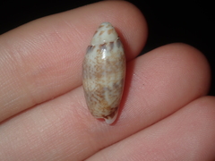 Oliva australis