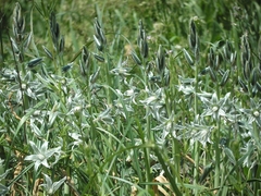 Ornithogalum boucheanum