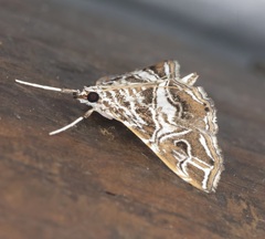 Paracymoriza vagalis