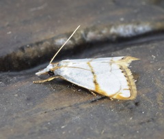 Pseudargyria interruptella