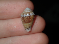 Conus dorreensis