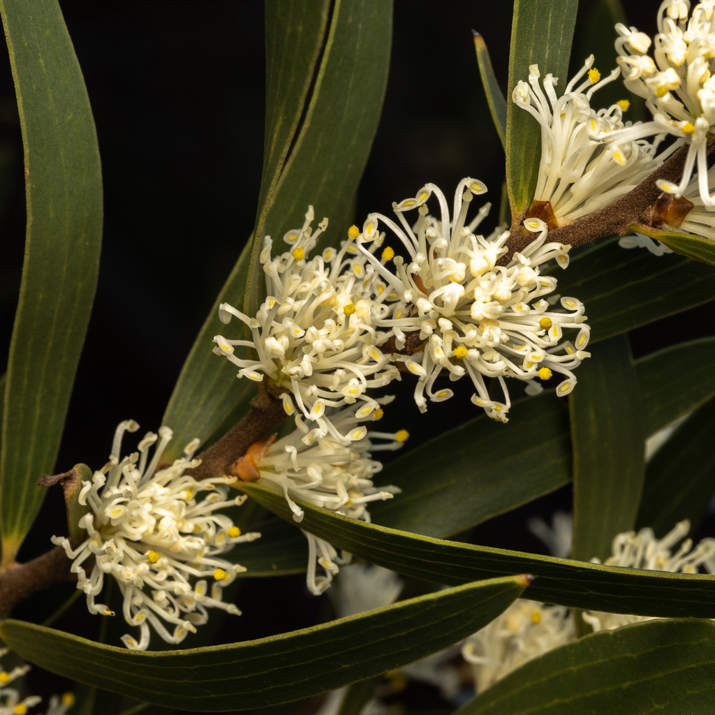 Hakea ambigua