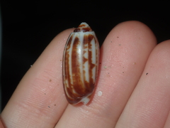 Oliva australis