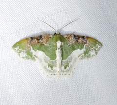 Eucyclodes semialba