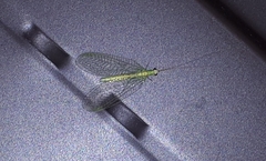 Chrysopa quadripunctata