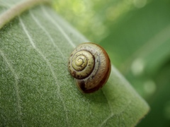 Fruticicola
